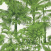 Обои Thibaut Tropics Palm Botanical T10103 от официального представителя  